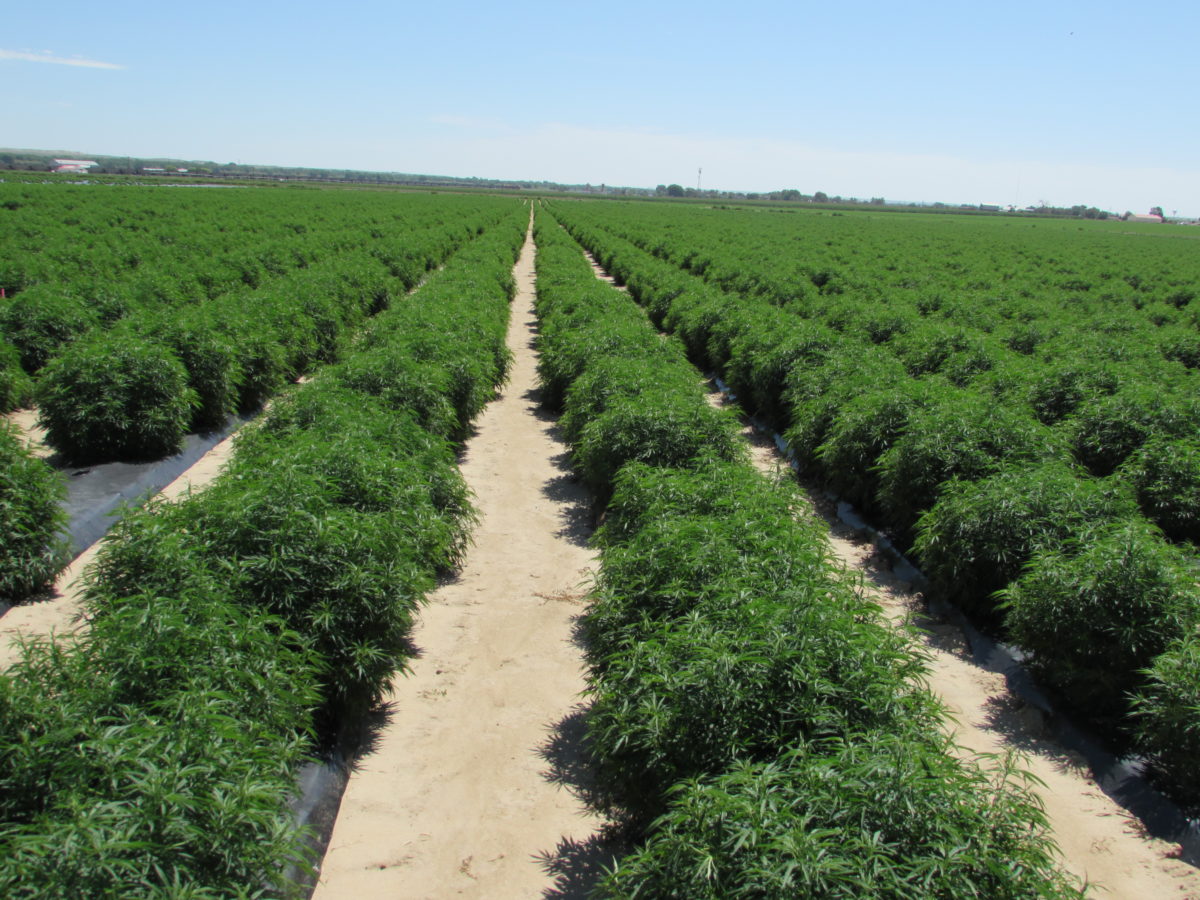 Historic Farm Bill Allowing State Hemp Programs Signed Into Law