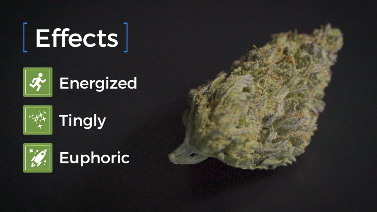 “Markle Sparkle” Royal Wedding Cannabis Strain Unveiled Exclusively on Leafbuyer.com