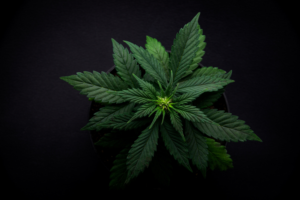 Member Blog: How CBD Helps Patients With Debilitating Conditions