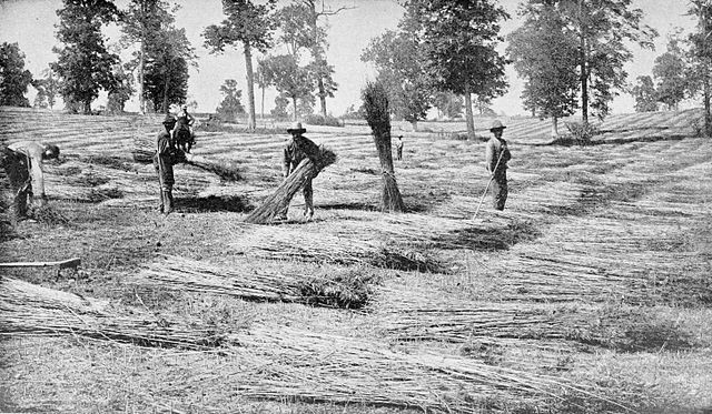 Hemp: One of the Nation’s Oldest, and Now Newest, Agricultural Commodities