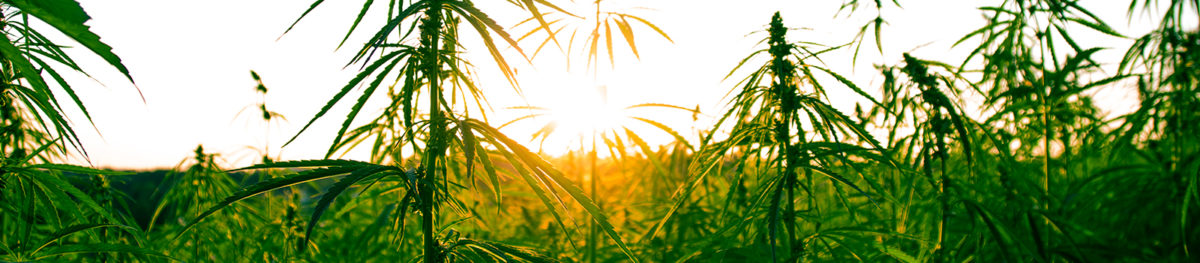 Americans finally understand that marijuana is less harmful than alcohol | Washington Post