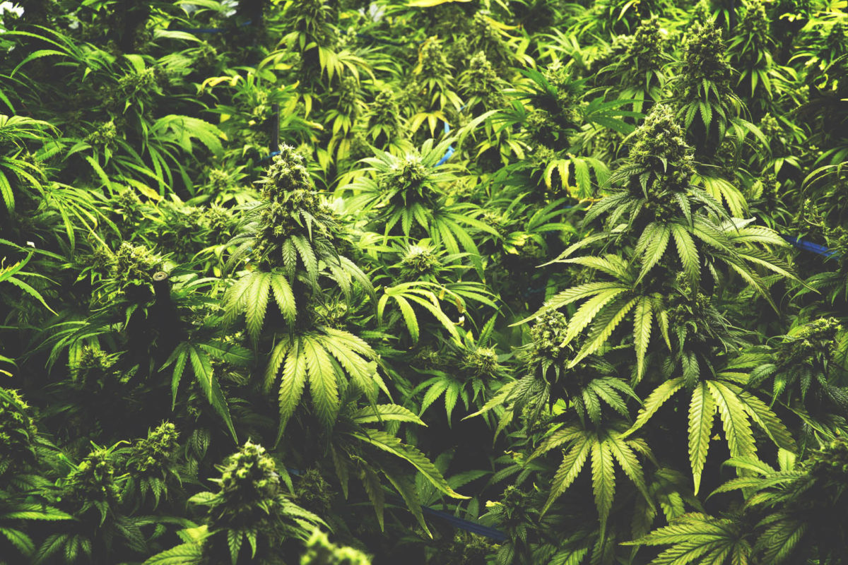 Item 9 Labs Corp. Signs Definitive Agreement to Acquire Sessions Cannabis, One of Canada’s Largest Cannabis Retail Franchisors