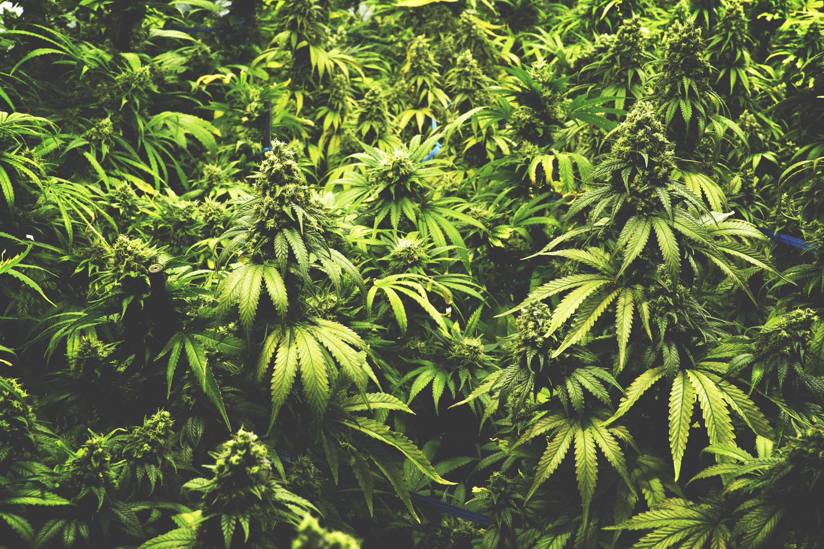 Background Texture of Marijuana Plants at Indoor Cannabis Farm Vintage