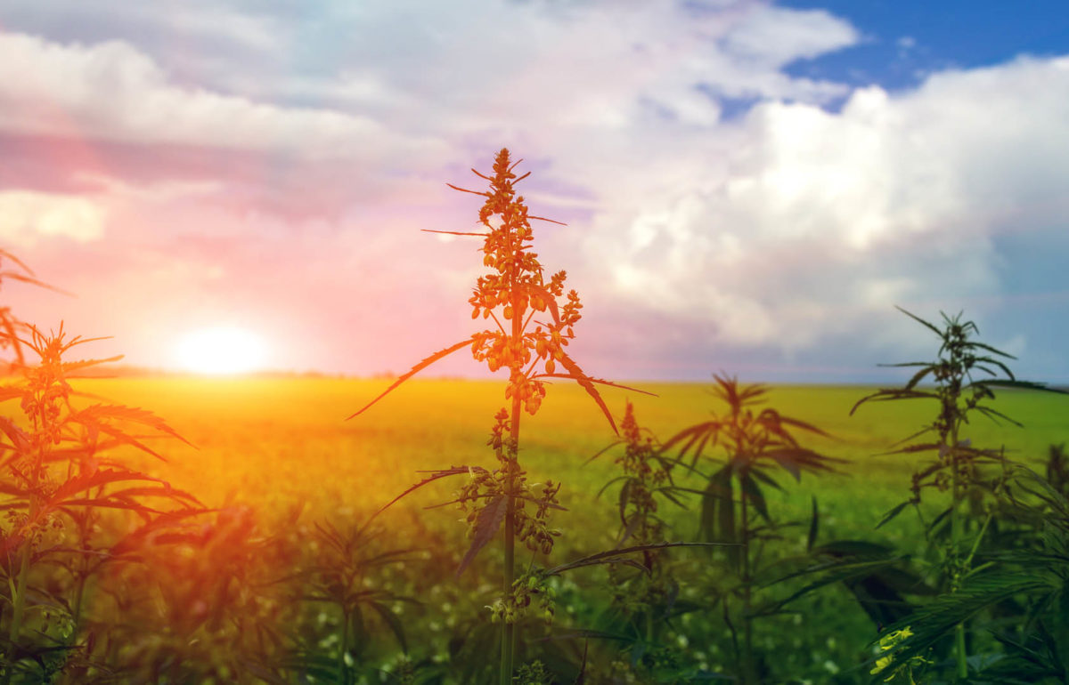 From Sea To Shining Sea: State Cannabis Policy Update