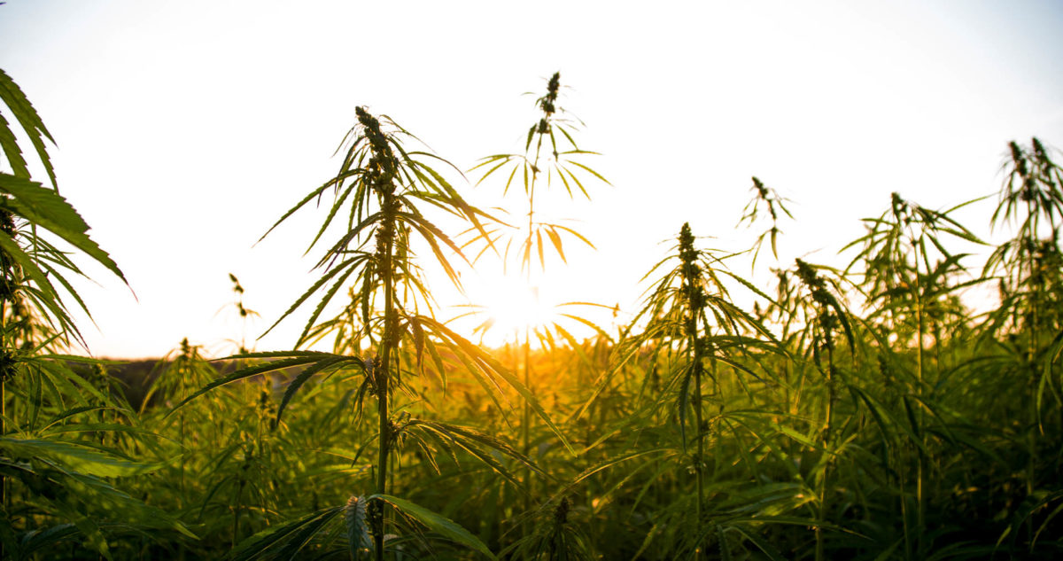 Adaptive Plastics Adds Horticultural Engineer to its Team