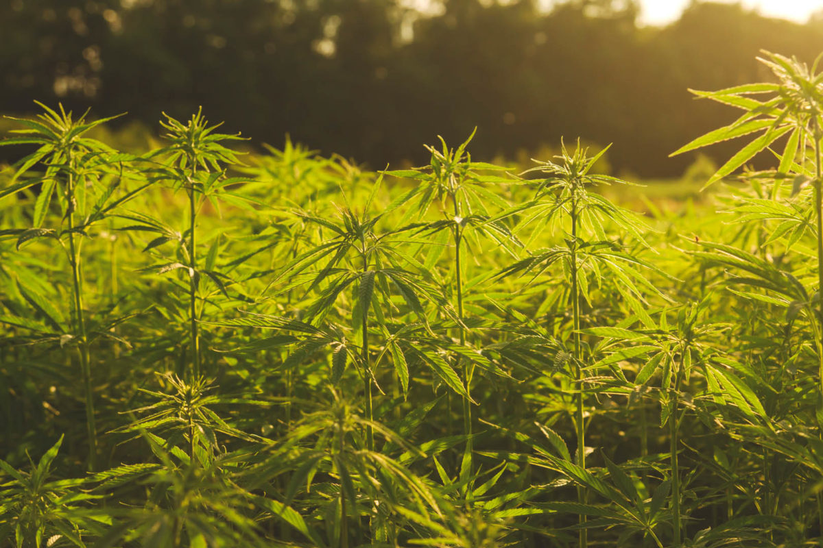 Member Blog: How To Build A Successful Hemp CBD Company