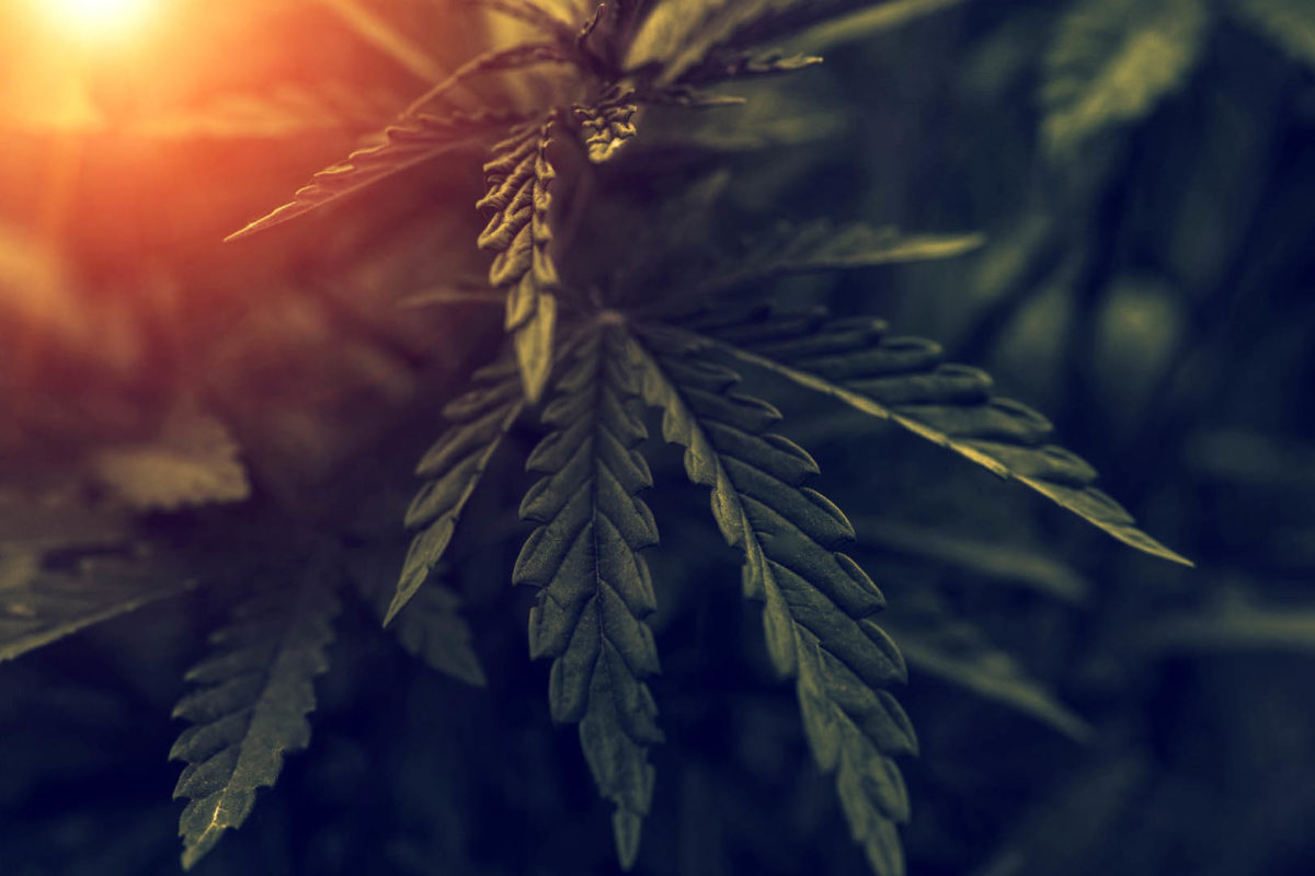 Cannecht Announces Membership Badging Program with the National Cannabis Industry Association