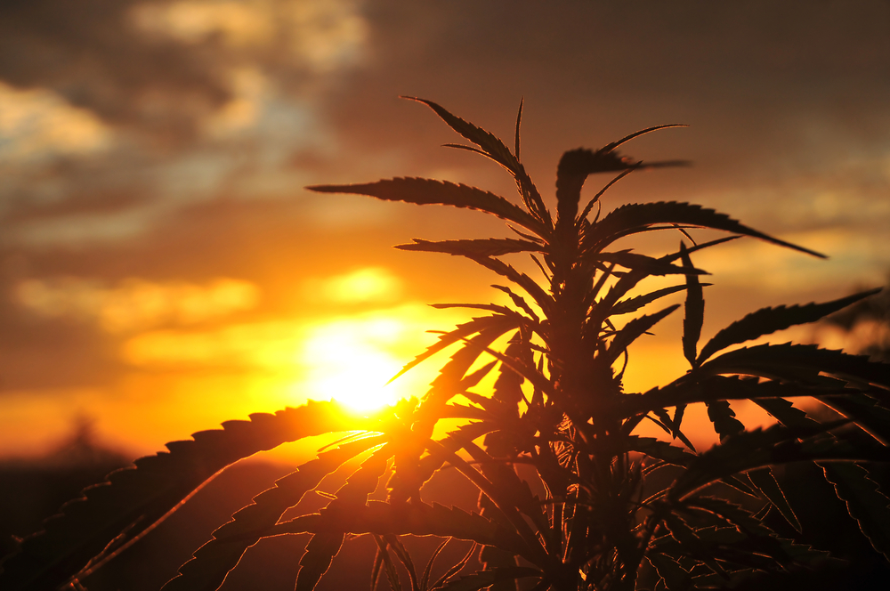 New Study Proves CBD Helps with Addiction, Anxiety, Impulsivity