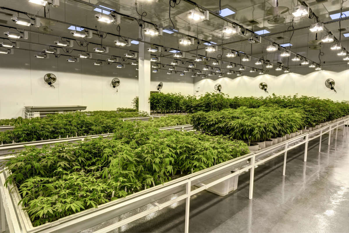 Member Blog: Weighing the Options for Cannabis Facility Construction