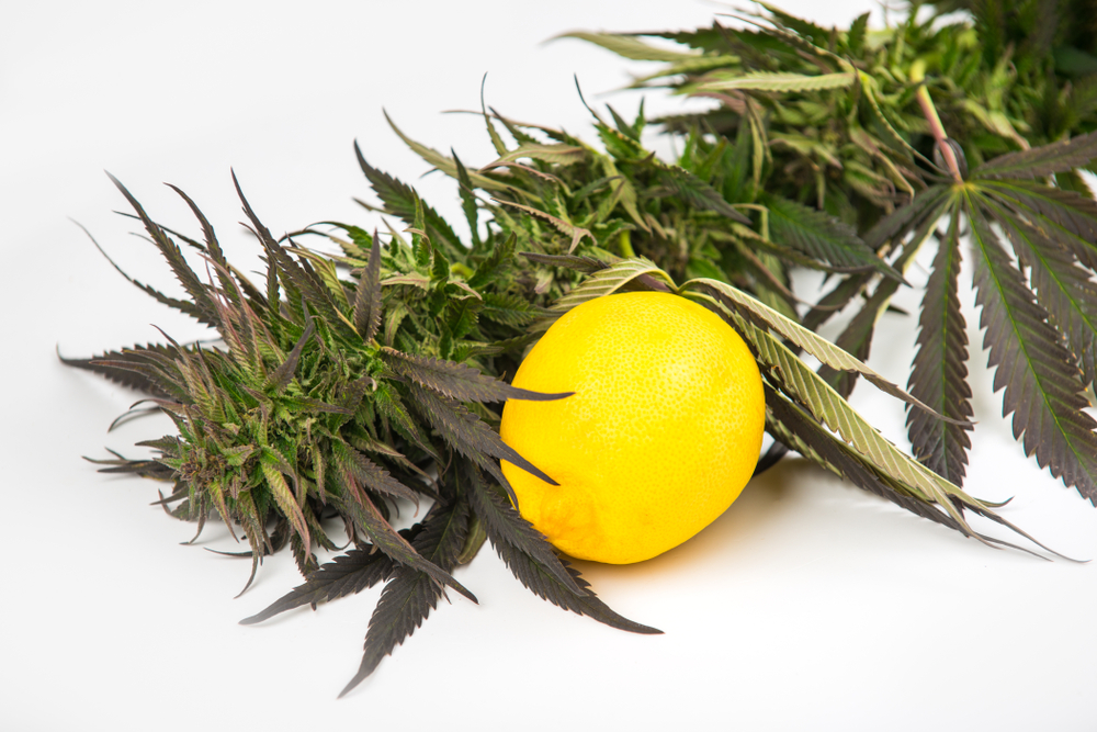 Committee Blog: Cannabis Classification and the Role of Terpenes