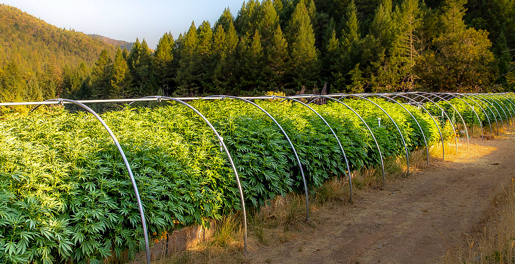 Member Blog: Cross-Pollination Poised to Prompt Litigation in Light of New USDA Hemp Rules