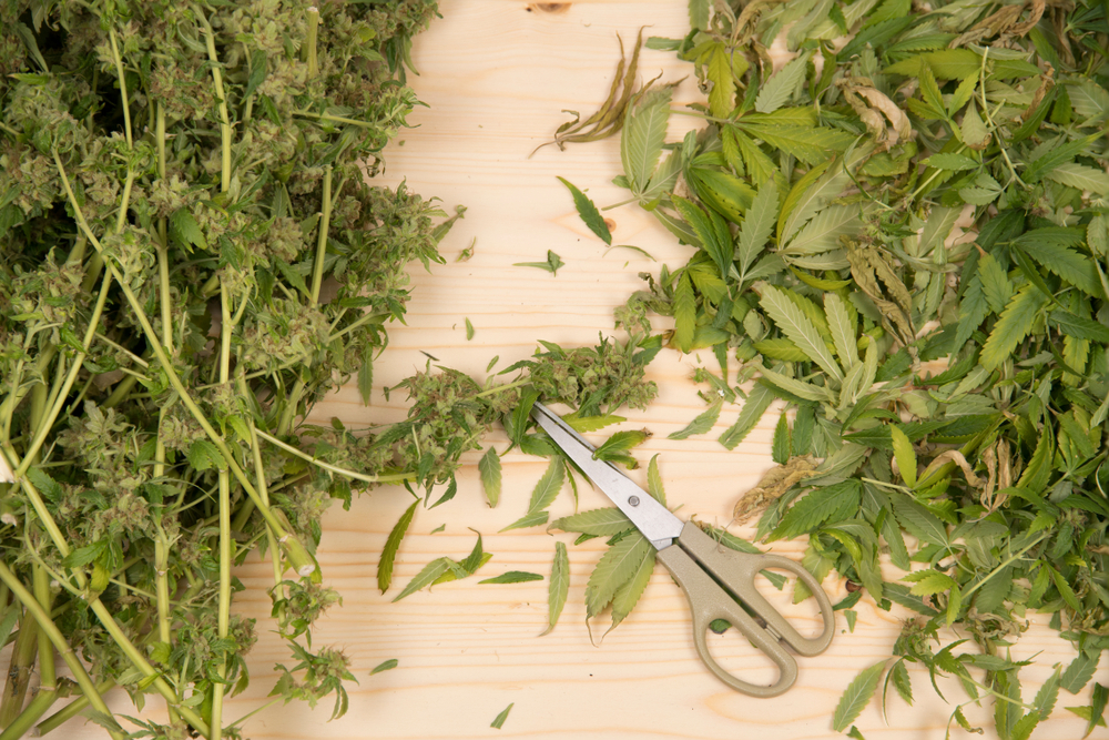 Member Blog: From Seed to Harvest – A Guide to Successful Cannabis Cultivation