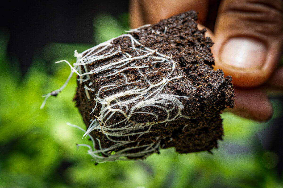 Committee Blog: Hop Latent Viroid (HLV) – Overview of Pathogen Biology, Spread, Control, and Testing