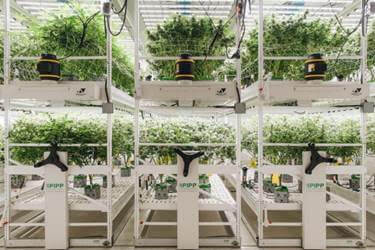 Pipp Horticulture Acquires Vertical Air Solutions