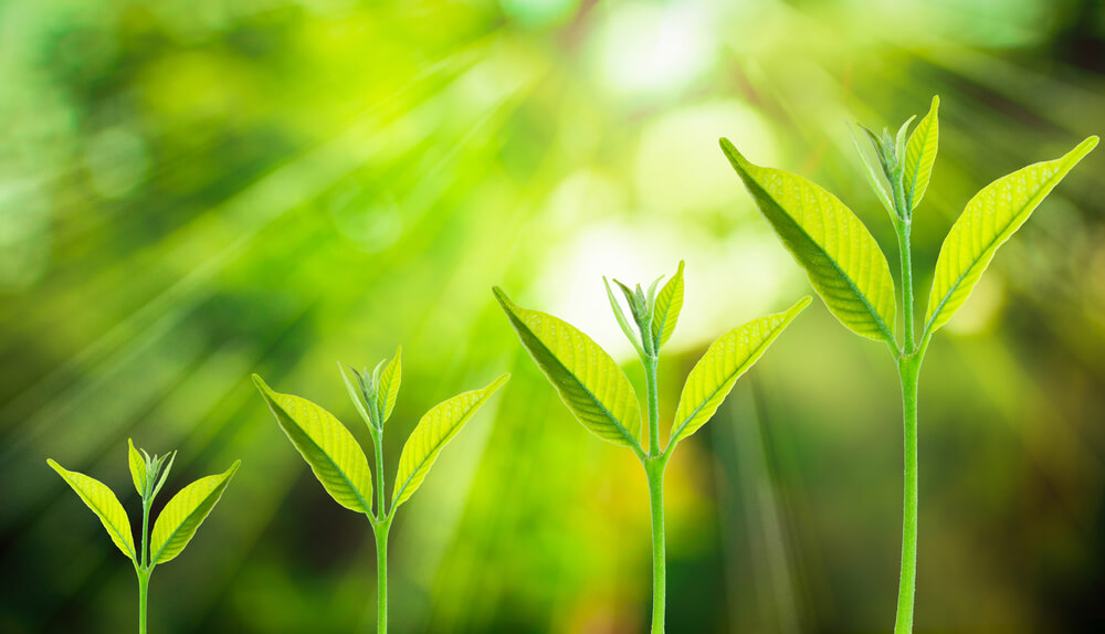 Member Blog: Four States Legalized Cannabis in November – Here’s What That Means for the Industry