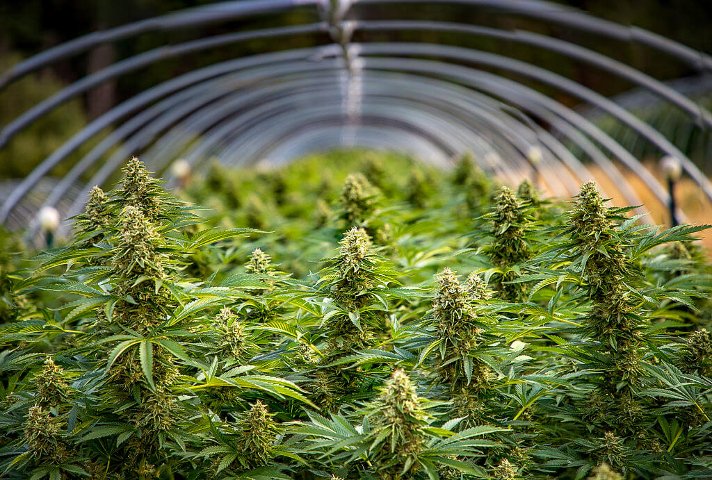 Committee Blog: VPD Topics for Cannabis Cultivation and Opportunities to Reduce Facility Energy Costs