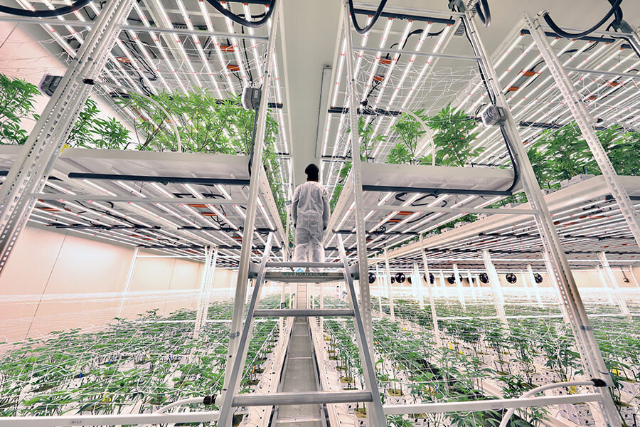 Pipp Horticulture Introduces New ELEVATE™ Platform System   