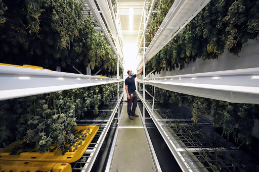 Member Blog: Reducing Labor and Trichome Degradation with Drying and Curing Solutions