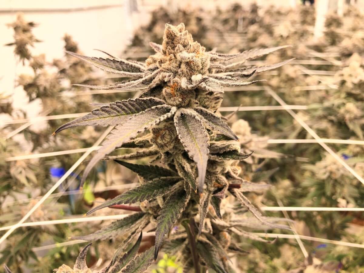 InSpire Transpiration Solutions Announces the Return of Free Webinar Series for Cannabis Cultivators