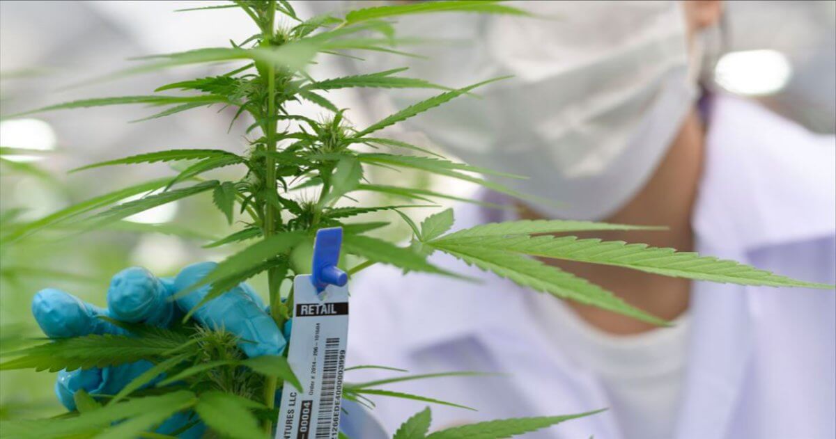 Member Blog: How Cannabis Dispensaries Can Navigate The METRC System