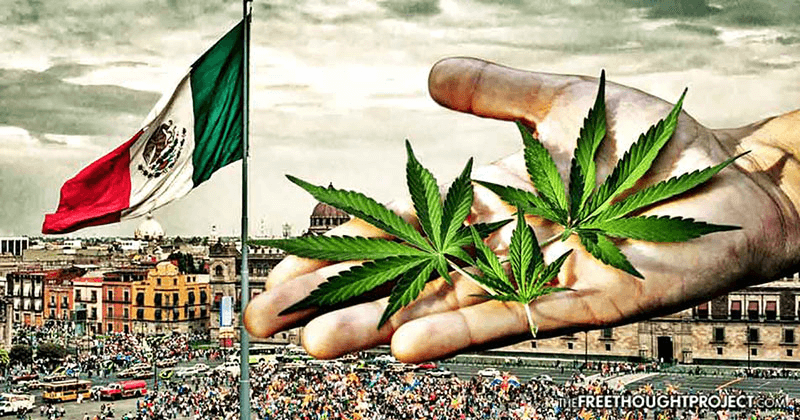 Member Blog: Cannabis Legalization in Mexico