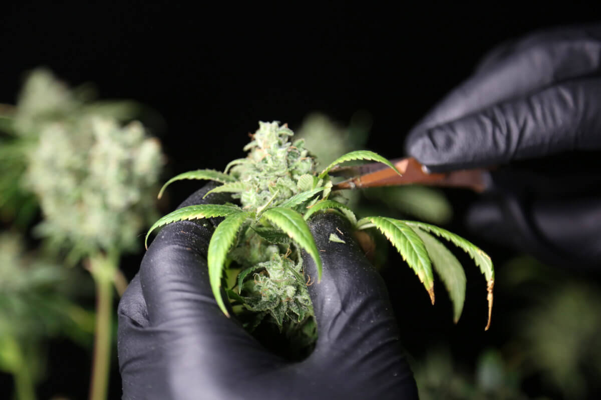 Member Blog: “Food Safe” Gloves Cause Cannabis Recall