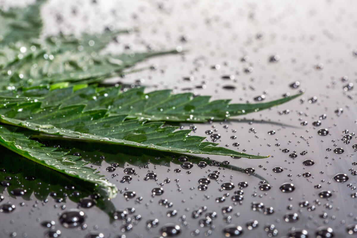 Member Blog: What’s in Your Garden? Identifying, Preventing, and Exterminating Pests