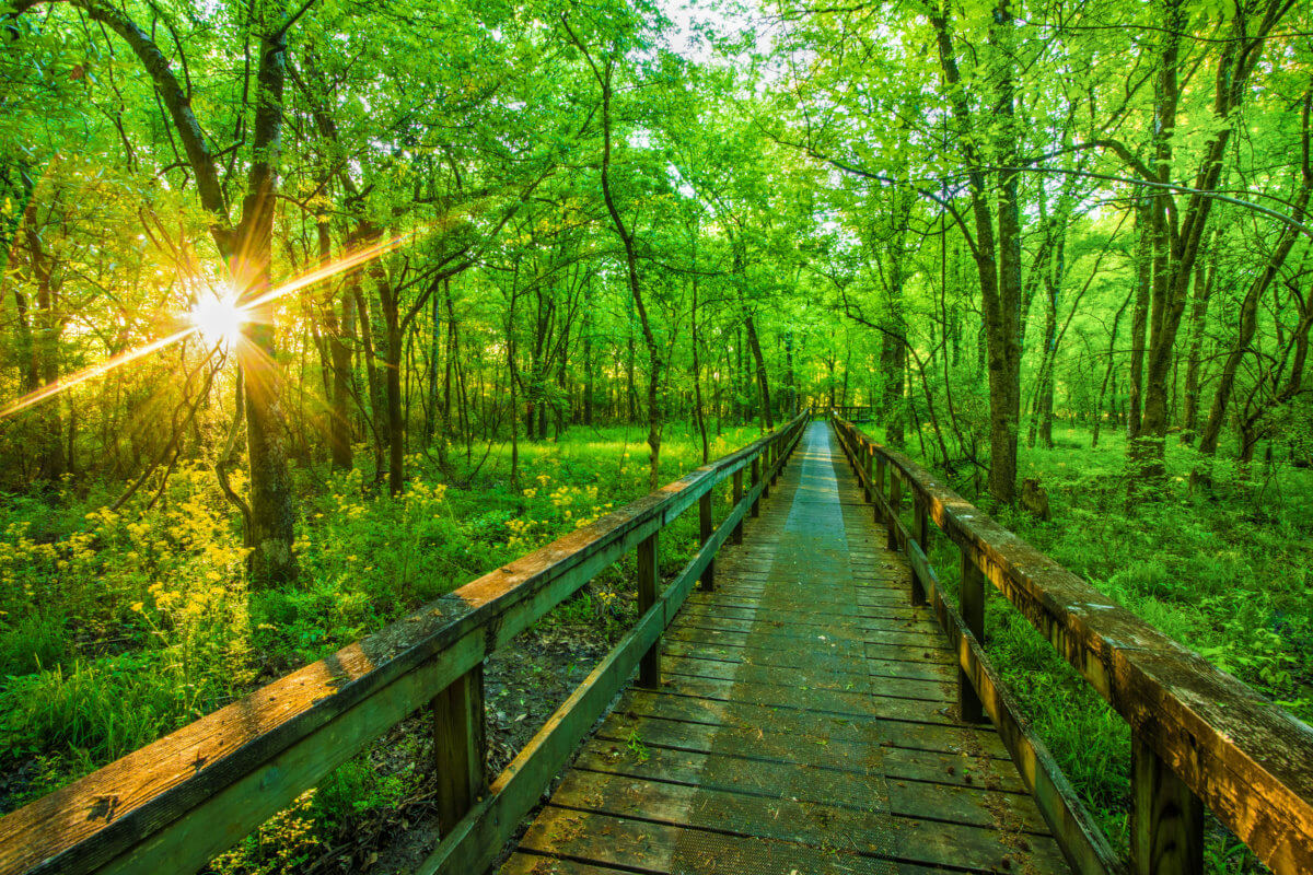 Committee Blog: Mississippi to Implement Medical Cannabis Law