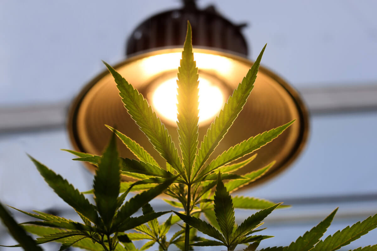 Committee Blog: The Importance of Feasibility Due Diligence Prior to Purchase of a Cannabis Facility