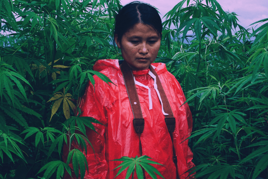 Member Blog: Another Day, Another Lawsuit – Cannabis Companies Are Finding Out the Hard Way They Need EPLI