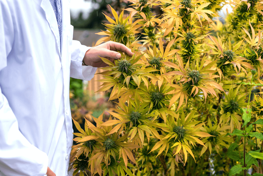 Member Blog: Securing Your Cannabis Venture – Mastering Inspections with Comprehensive Cannabis Insurance