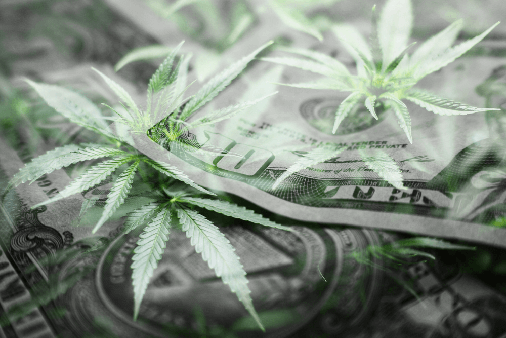 Committee Blog: Banking in the Cannabis World