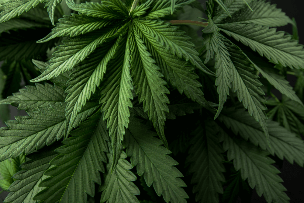 Breaking Down the Recent Cannabis Rescheduling Recommendation