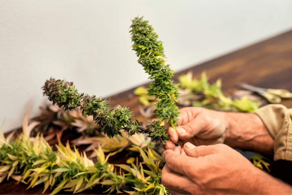 Member Blog: Cannabis Strain, Cultivar, or Variety? What Is the Correct Term?