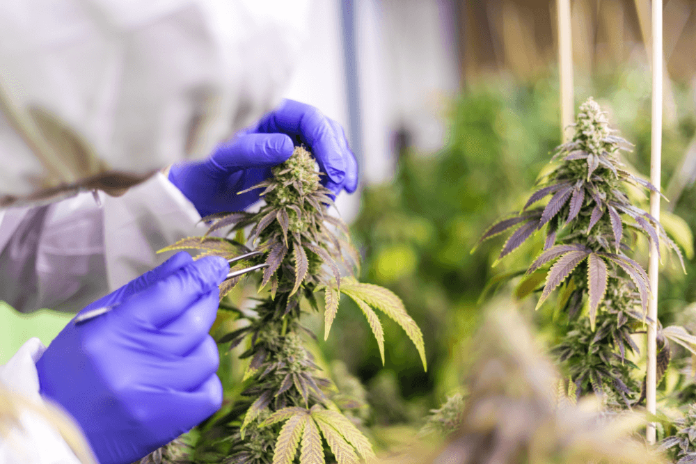 Committee Blog: International GxP Considerations When Cultivating Cannabis – Part 1