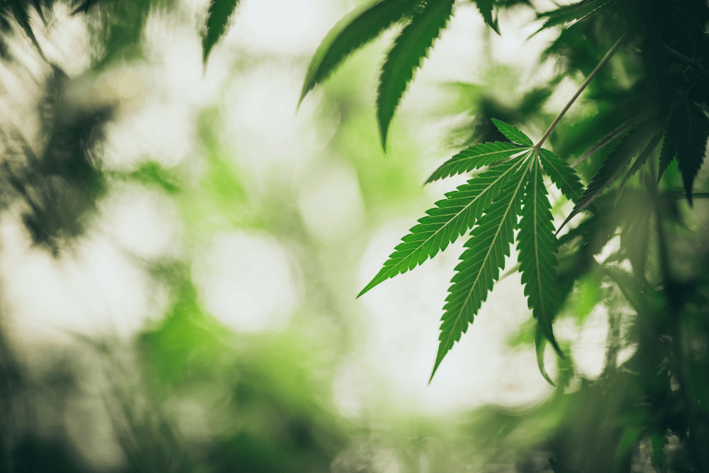 Committee Blog: Cannabis Cultivation Facilities vs. Cannabis Retail Facilities – Disparities and Economic Impact