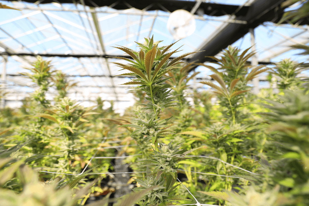 Unveiling Cultivation Secrets for a Record-Breaking Cannabis Yield