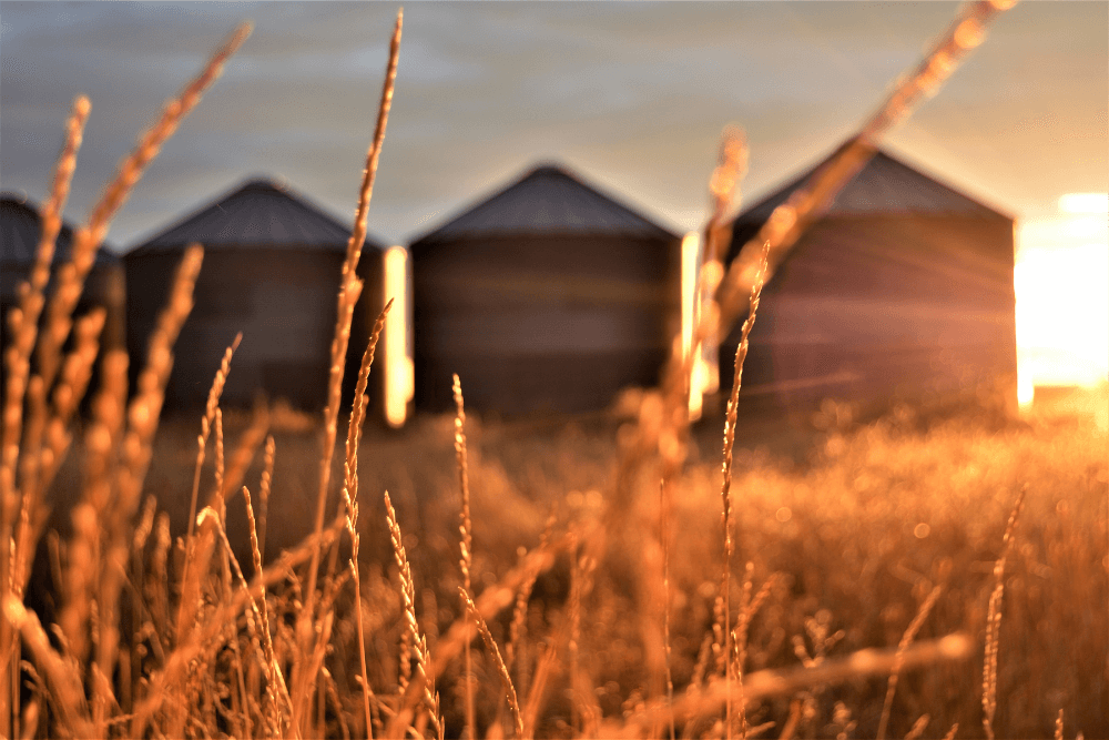 Overcoming Information Barriers: Data Silos in the Cannabis World