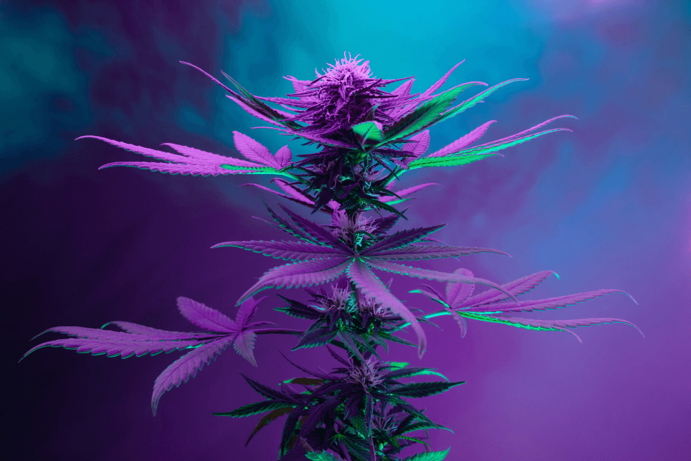 Member Blog: Cannabis Industry Predictions for 2024