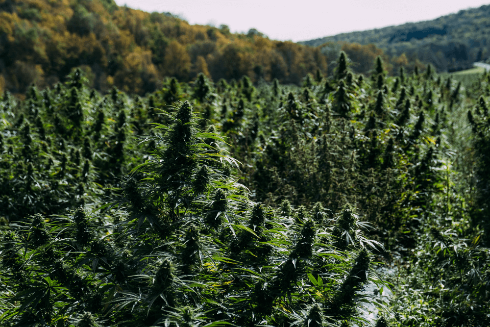 California Cannabis Regulations: From Policy to Practice | Policy Matters | 02.08.24