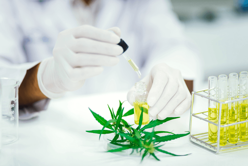 Member Blog: Regulating the Cannabis Industry for Accuracy and Integrity