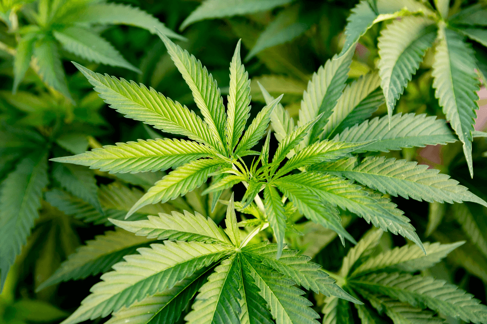 Committee Blog: Data-Driven Cultivation