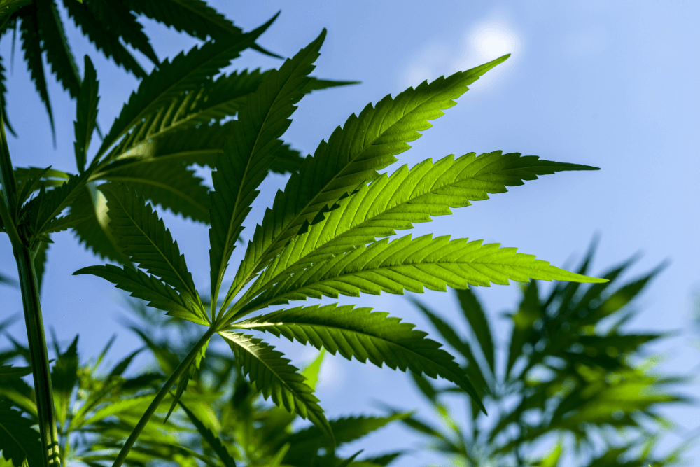 Member Blog: Key Trends in the Cannabis Industry That Are Redefining Success