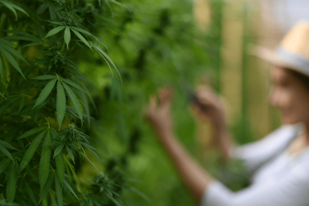Member Blog: INSIGHTS Matter – Women in Cannabis Weigh In